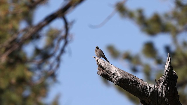 Townsend's Solitaire - ML639319011