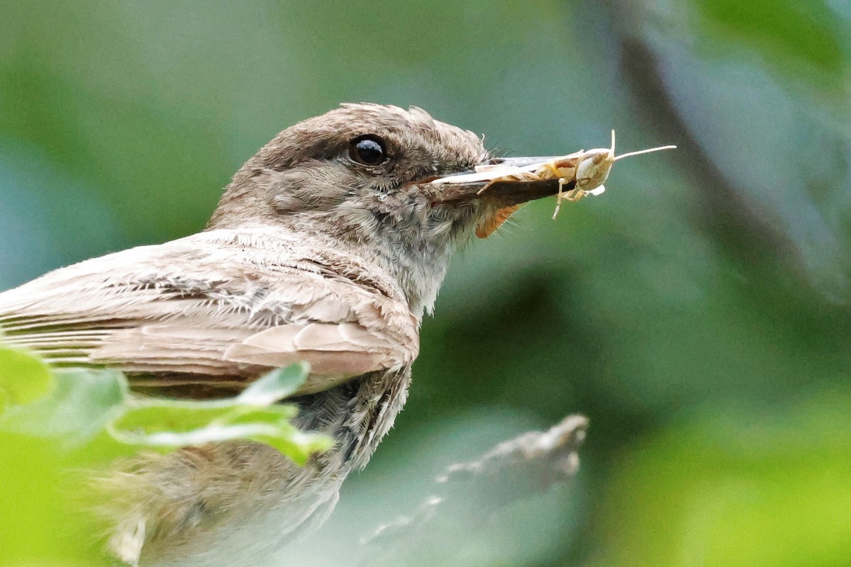 Say's Phoebe - ML639319063