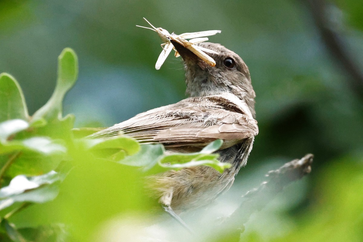 Say's Phoebe - ML639319064