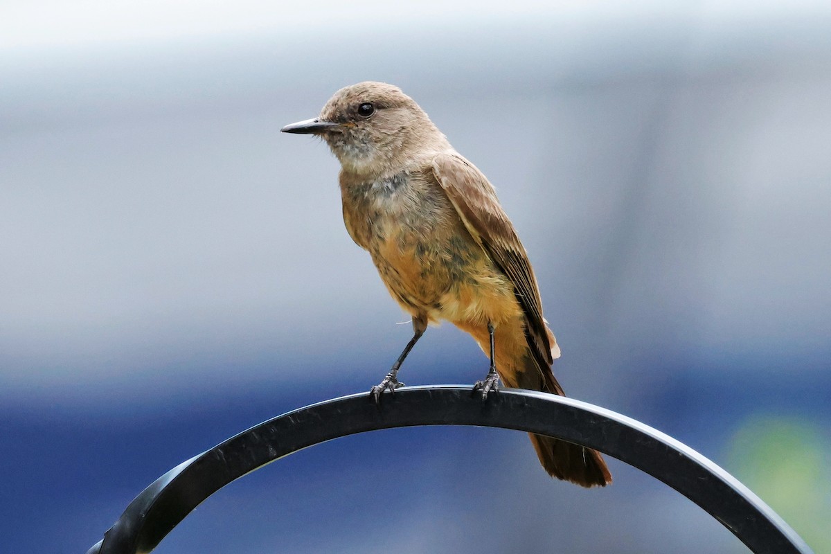 Say's Phoebe - ML639319065