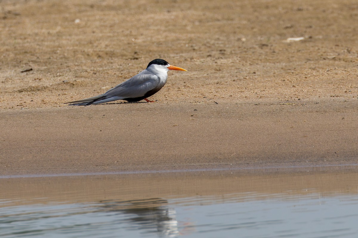 Black-bellied Tern - ML639319126