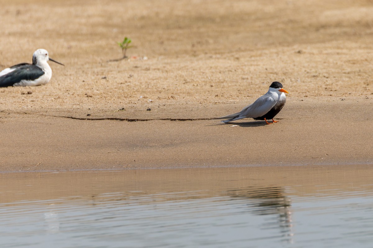 Black-bellied Tern - ML639319128