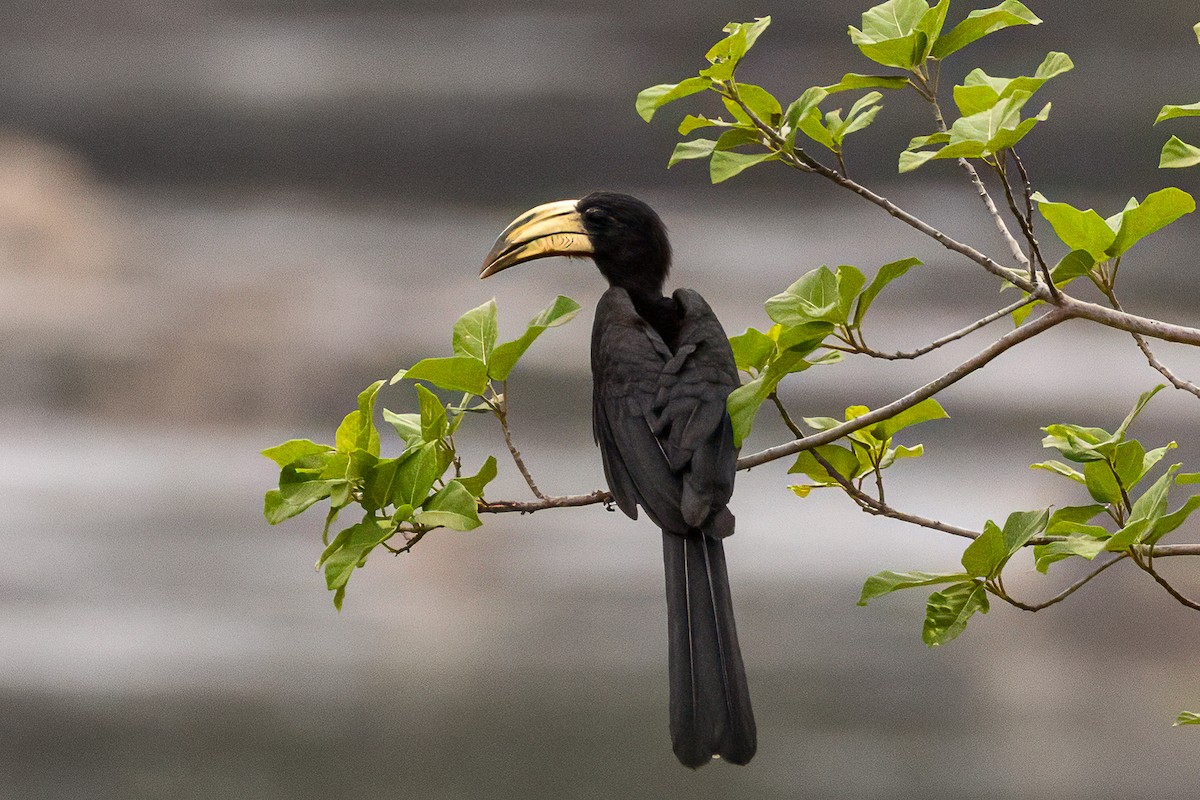 Congo Pied Hornbill - ML639319155