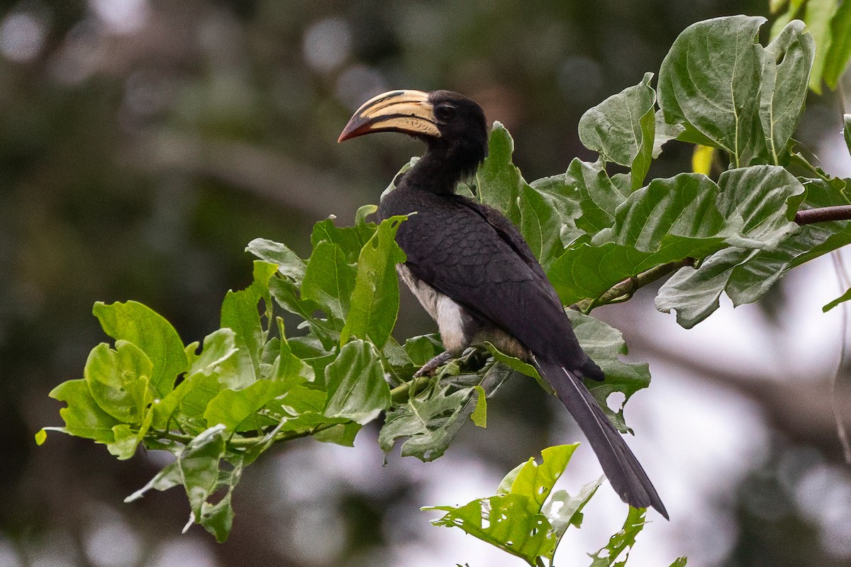 Congo Pied Hornbill - ML639319156