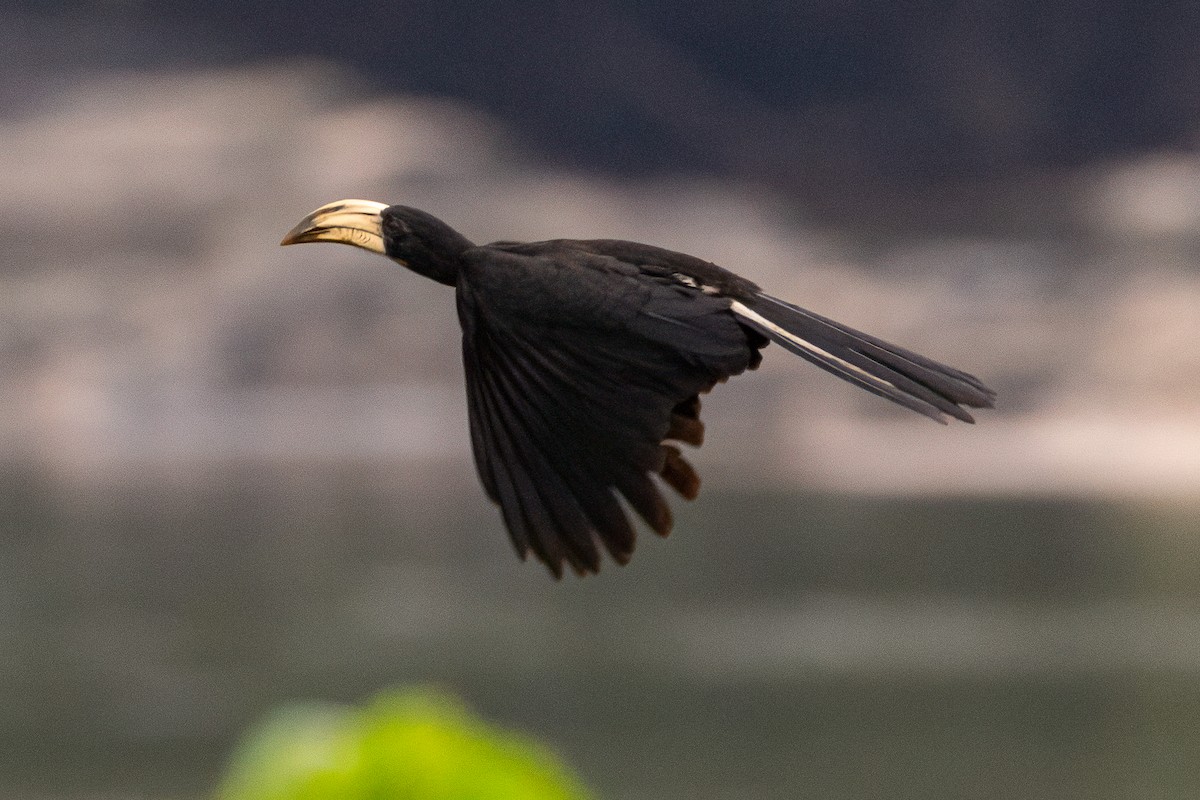 Congo Pied Hornbill - ML639319157