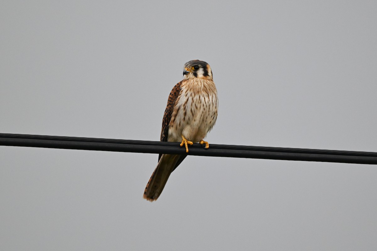 American Kestrel (South American) - ML639319160