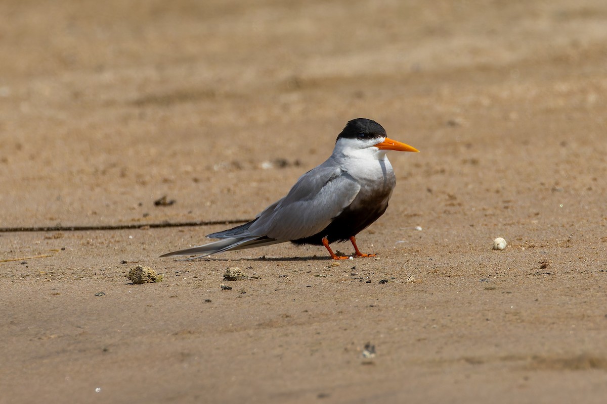 Black-bellied Tern - ML639319166
