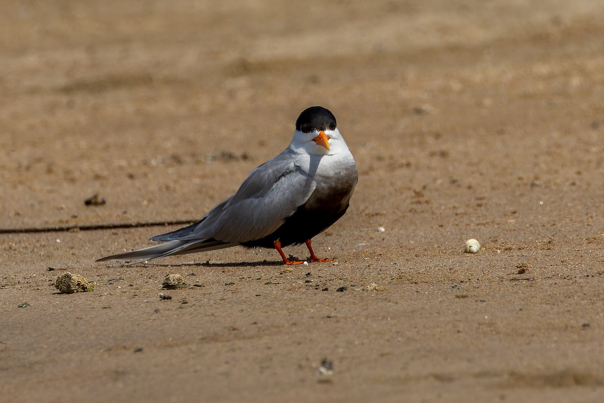 Black-bellied Tern - ML639319167