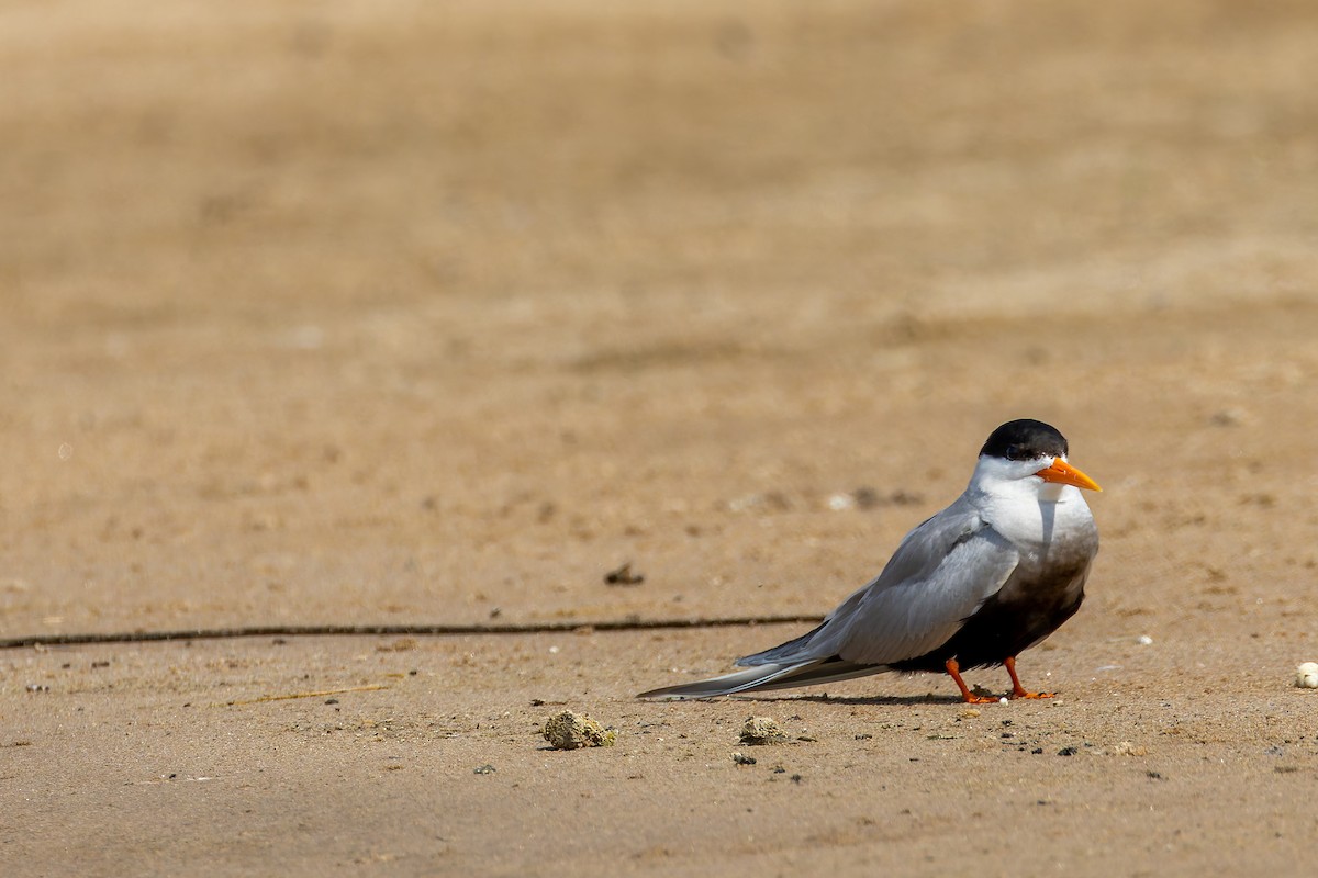 Black-bellied Tern - ML639319168