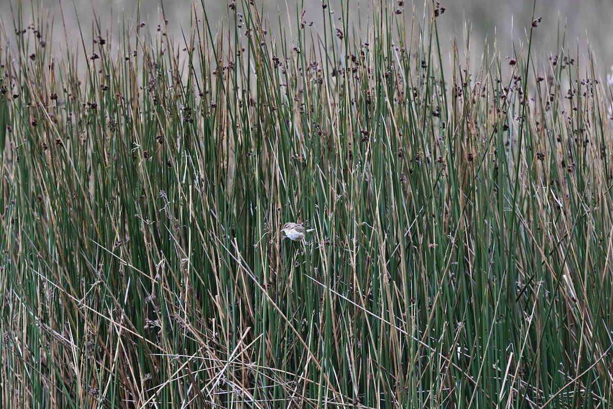 Grass Wren (Paramo) - ML639319169
