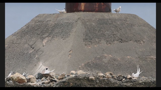 Black-naped Tern - ML639319238