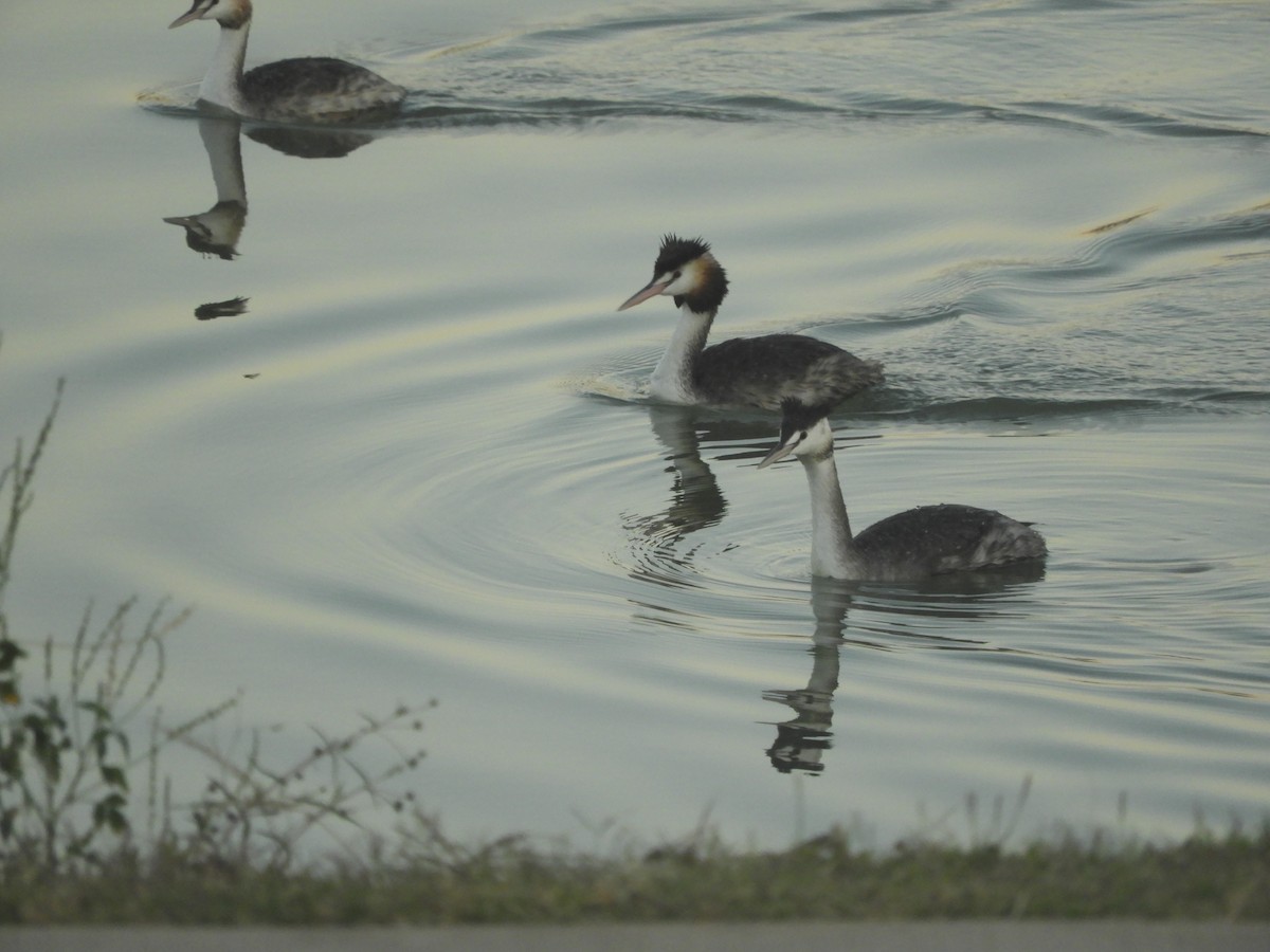 Great Crested Grebe - ML639319240