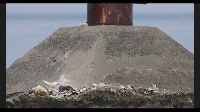 Black-naped Tern - ML639319277