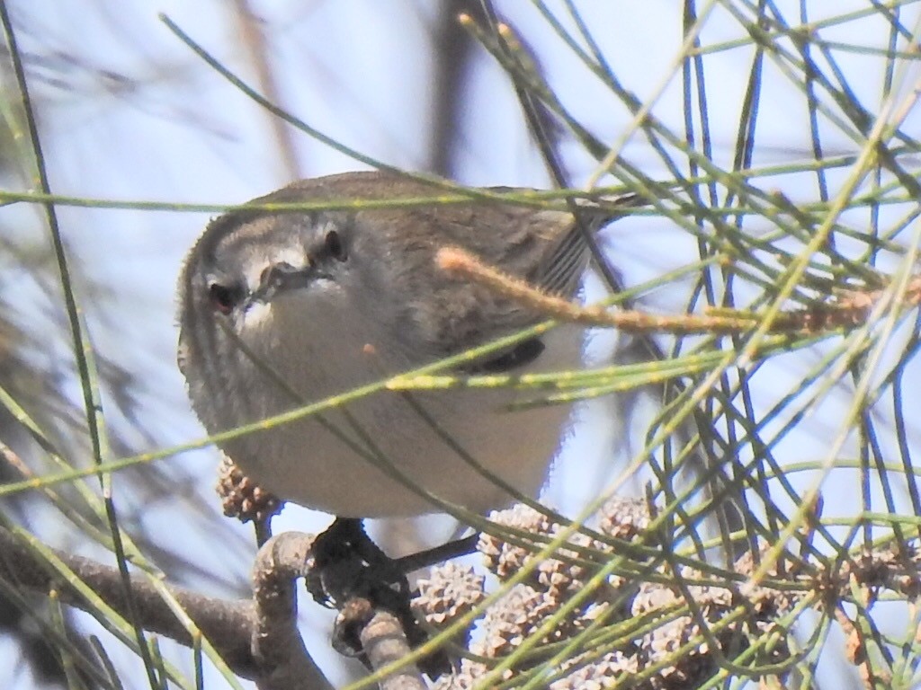 Western Gerygone - ML639319355