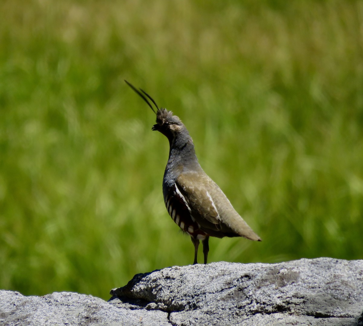 Mountain Quail - ML639319532