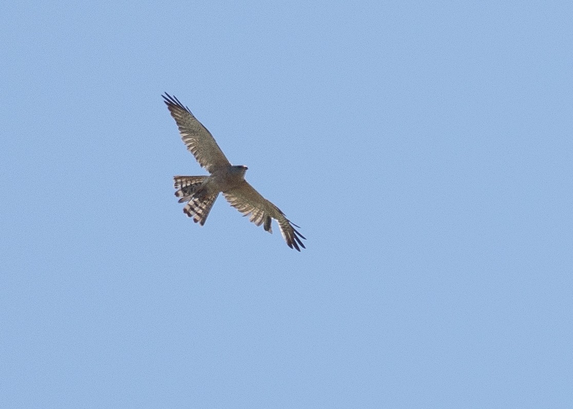 Levant Sparrowhawk - ML639319540