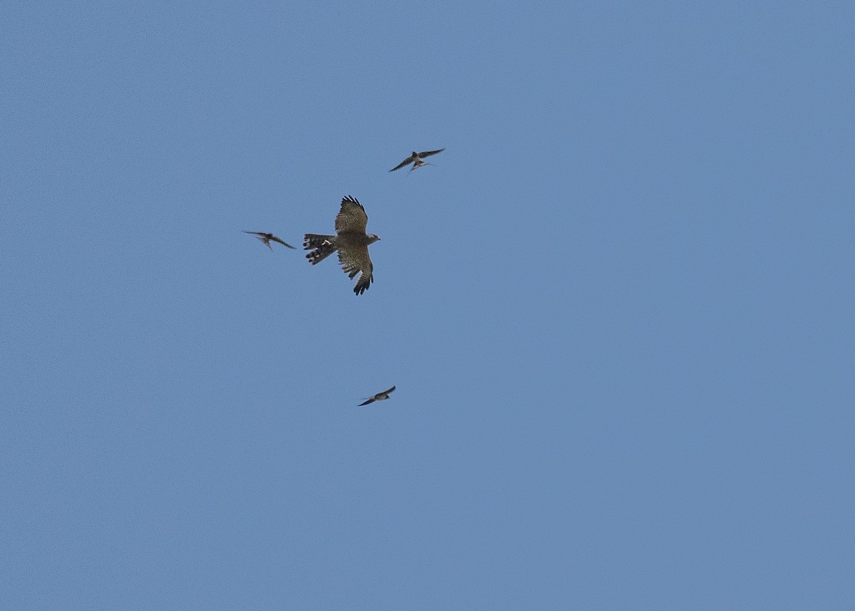 Levant Sparrowhawk - ML639319541