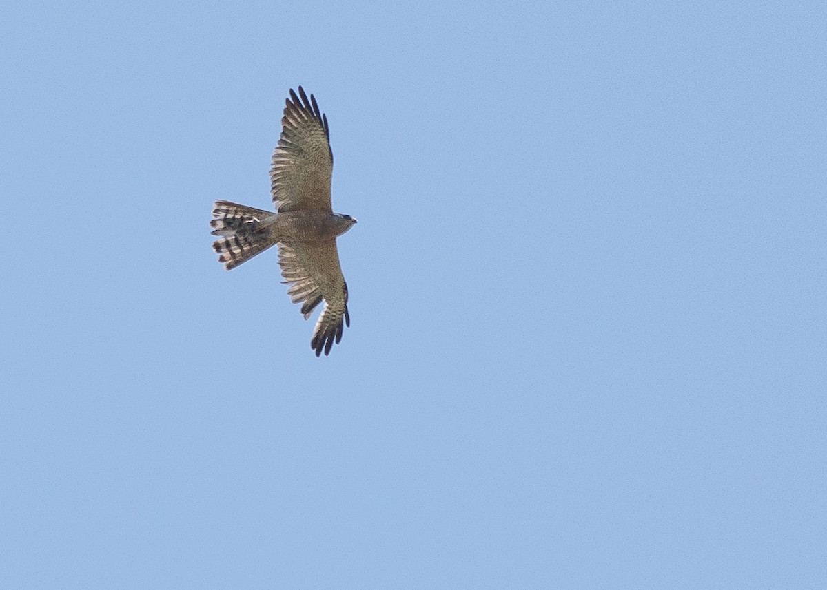 Levant Sparrowhawk - ML639319544