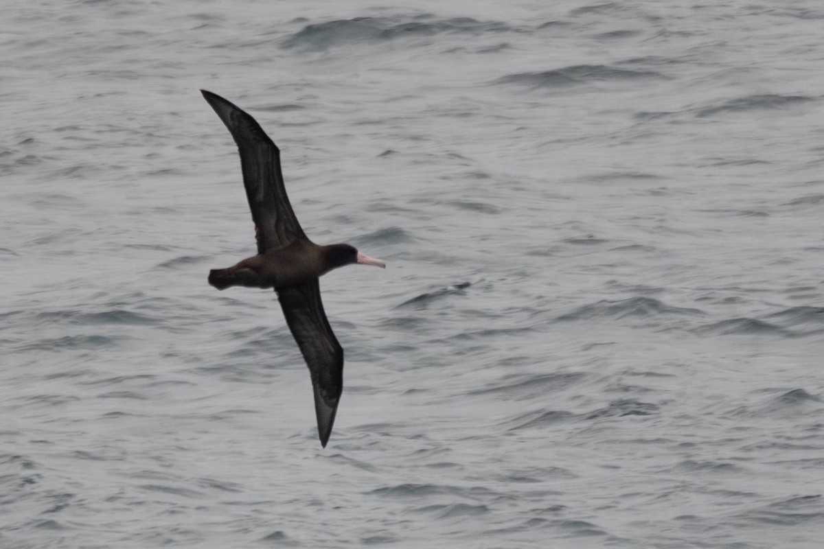Short-tailed Albatross - ML639319577