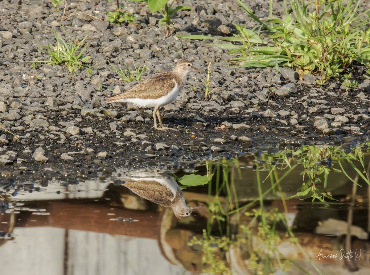 strandsnipe - ML639319680