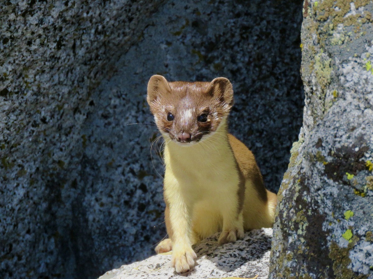 Long-tailed Weasel - ML639319764
