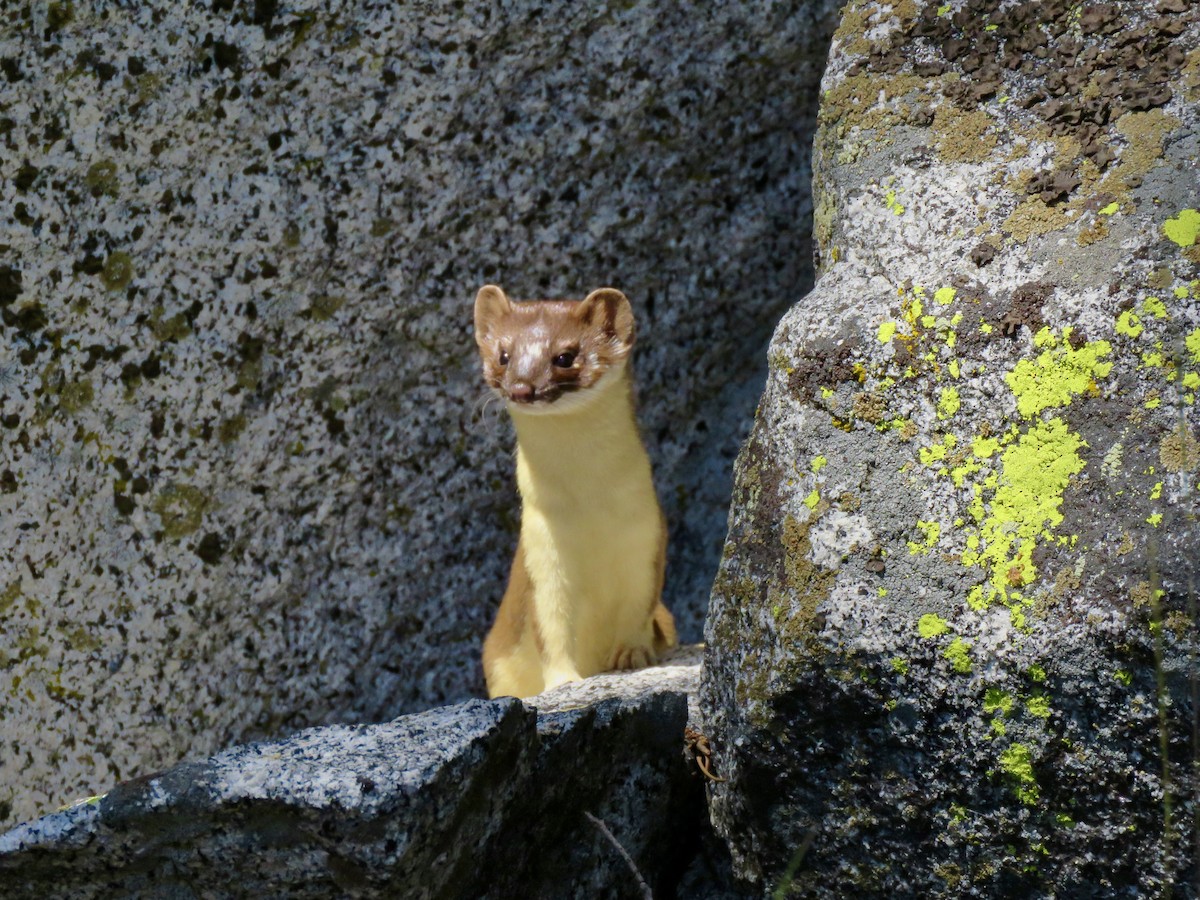 Long-tailed Weasel - ML639319799