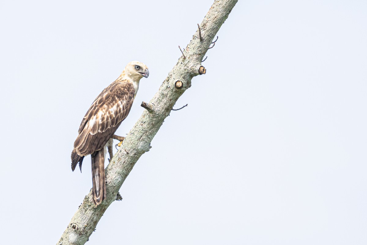 Changeable Hawk-Eagle - ML639319927