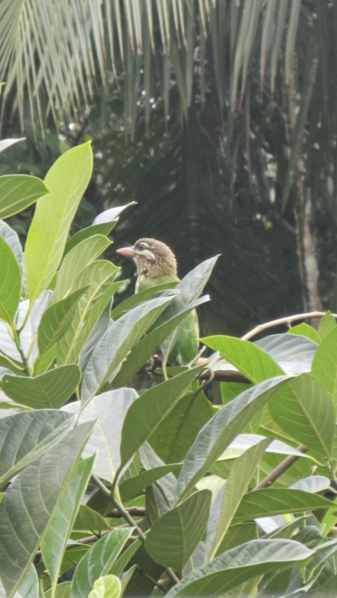 White-cheeked Barbet - ML639320049