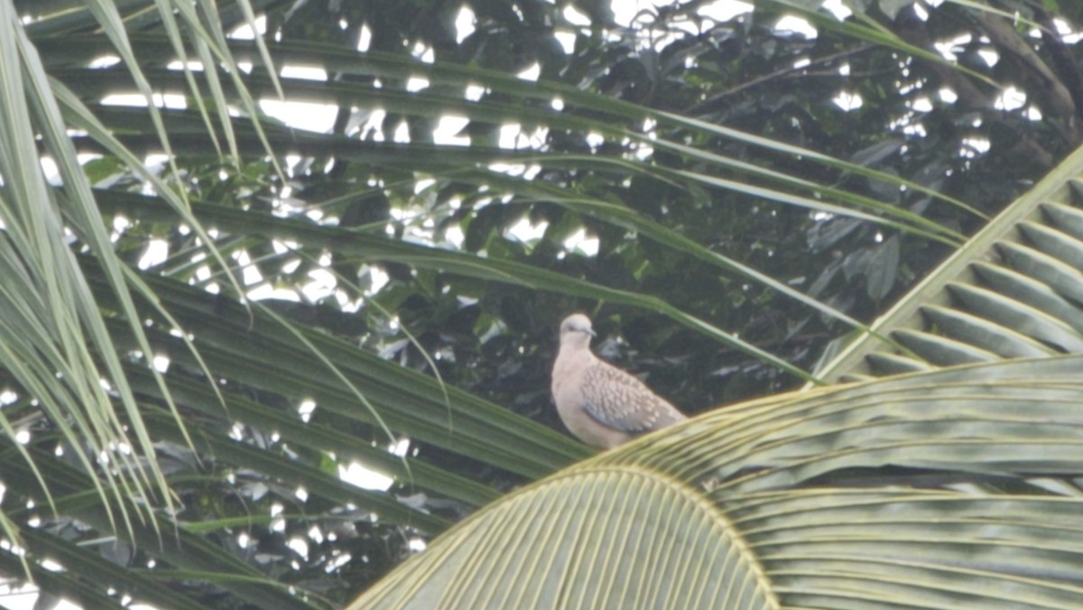 Spotted Dove - ML639320059