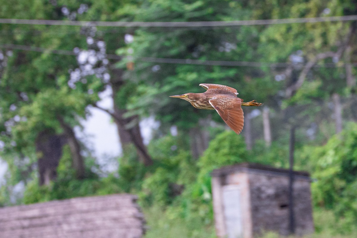 Cinnamon Bittern - ML639320068