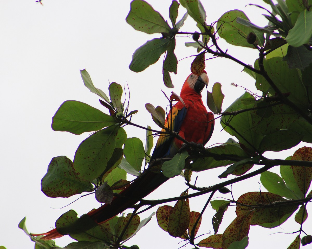 Scarlet Macaw - ML639320079