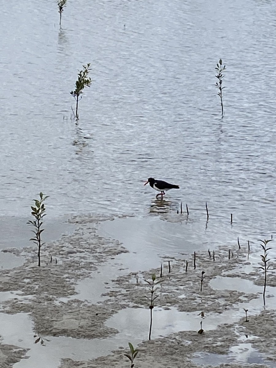 Pied Oystercatcher - ML639320095