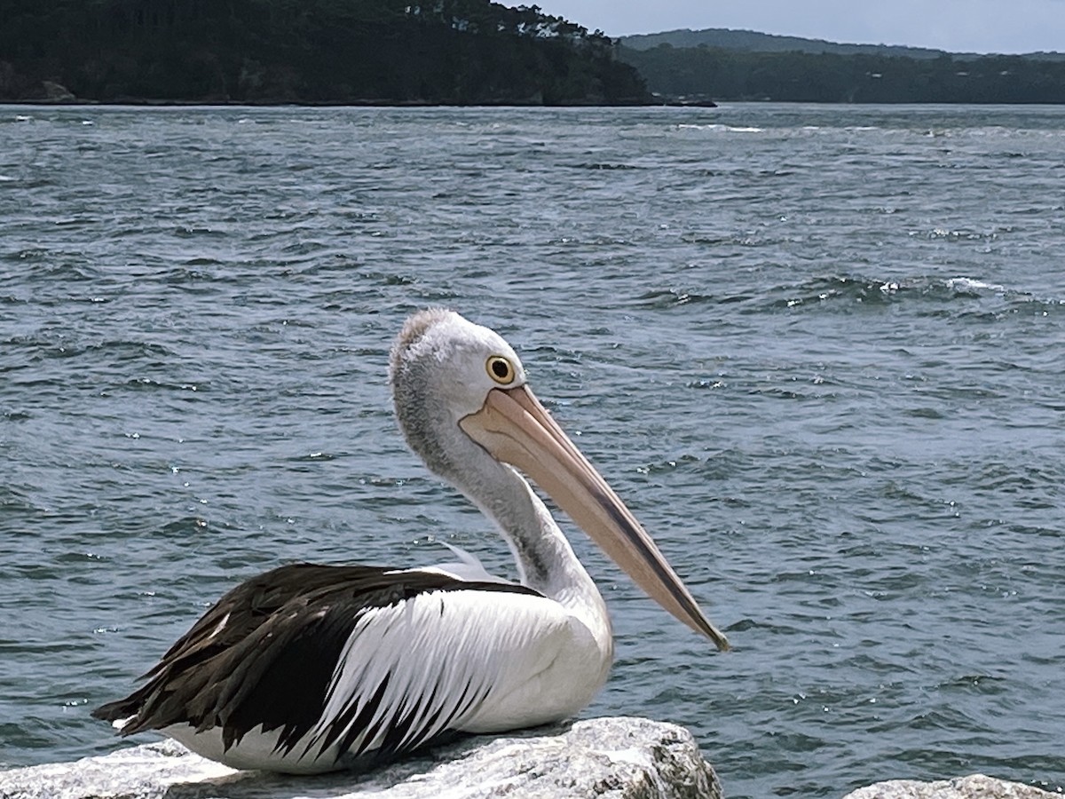 Australian Pelican - ML639320144