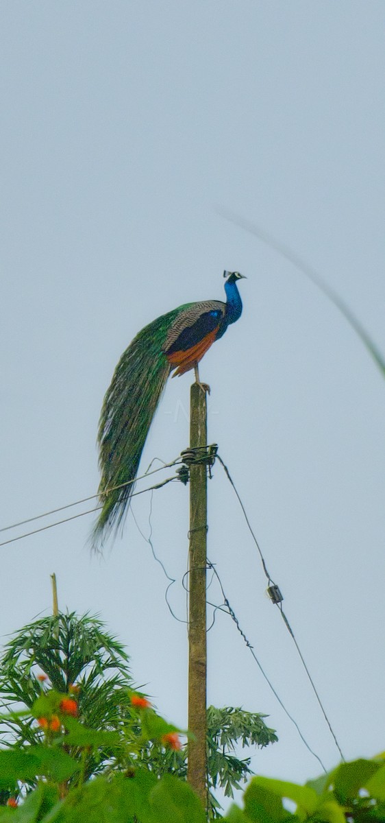 Indian Peafowl - ML639320149