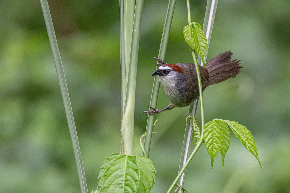 Chestnut-capped Babbler - ML639320225