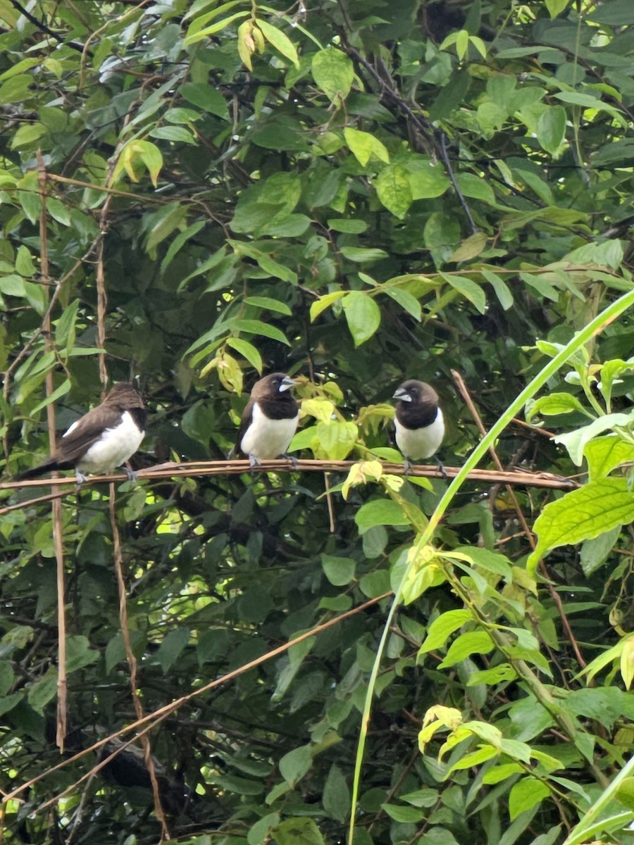 White-rumped Munia - ML639320253