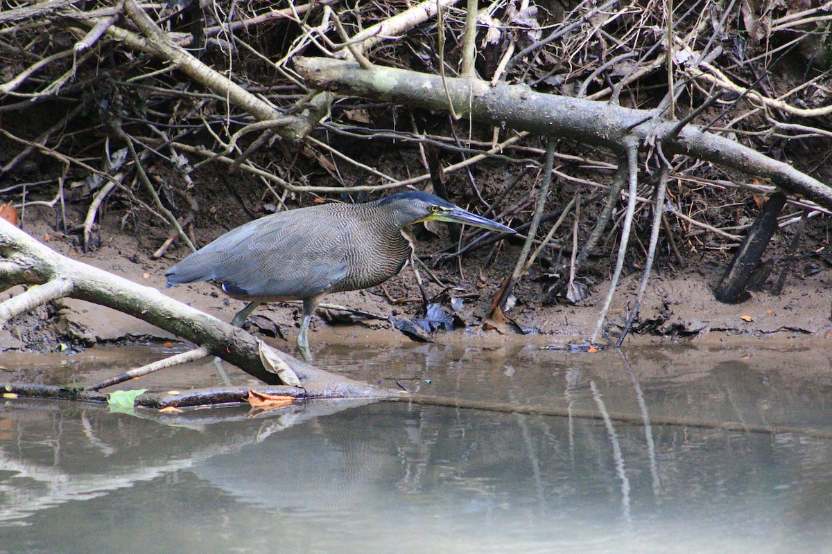 Bare-throated Tiger-Heron - ML639320310