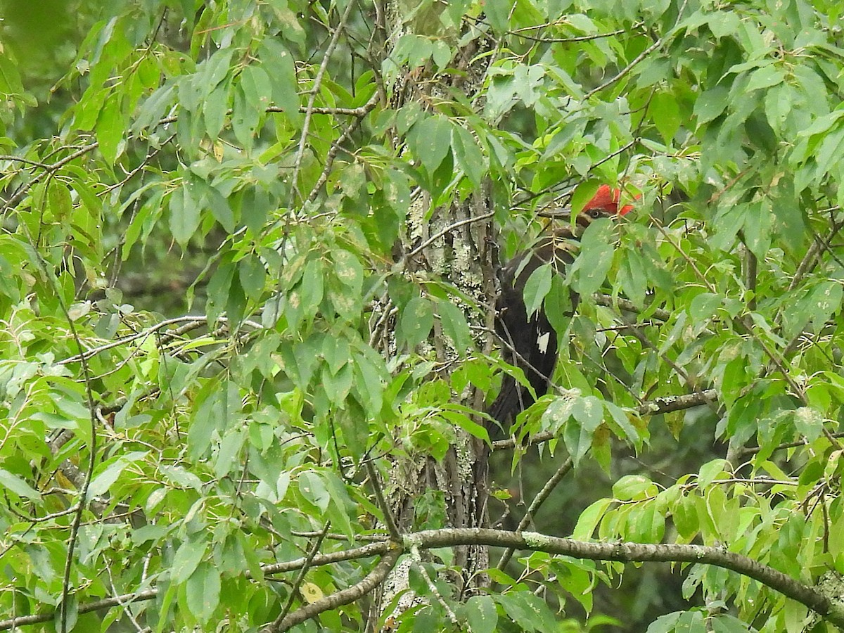 Pileated Woodpecker - ML639320336