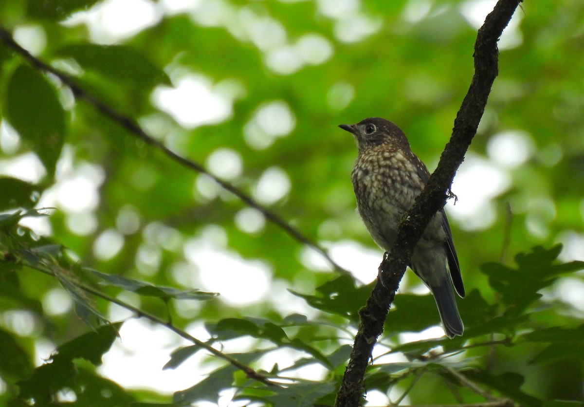 Eastern Bluebird - ML639320353