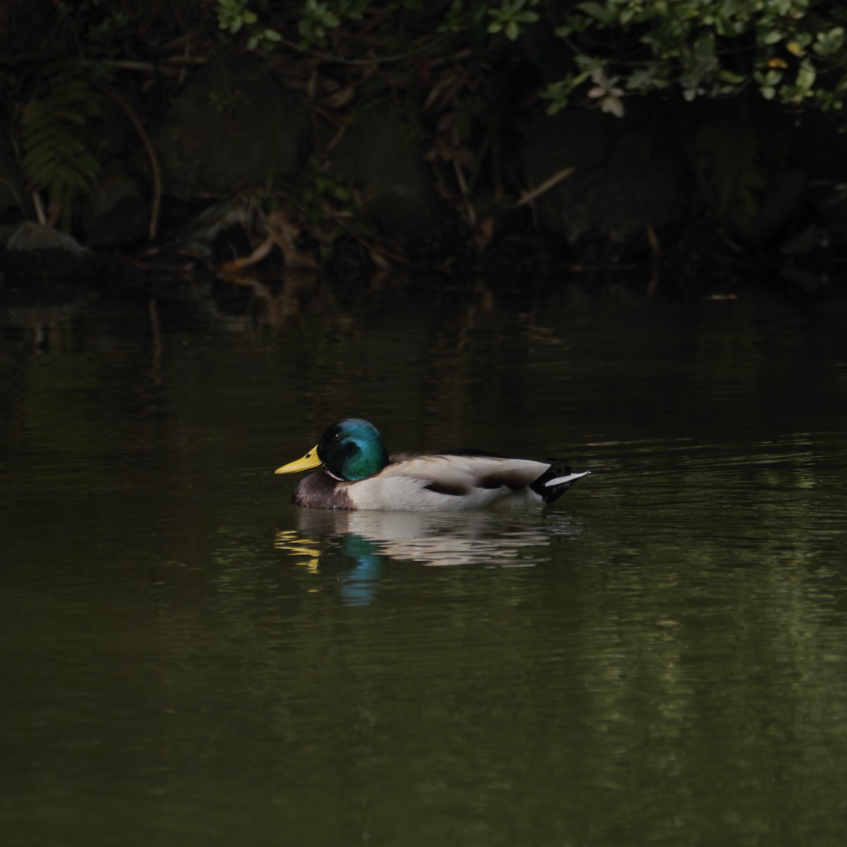 Mallard - ML639320355