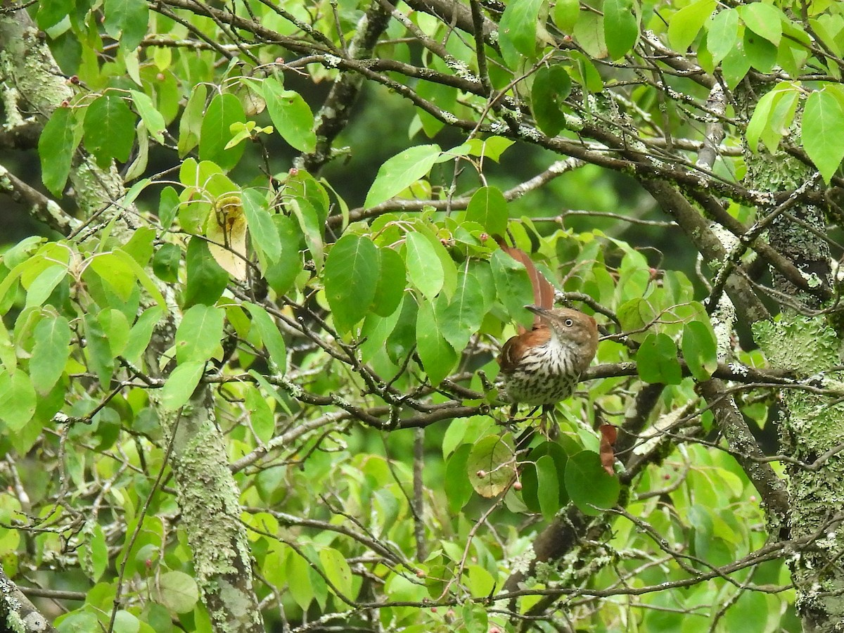 Brown Thrasher - ML639320362