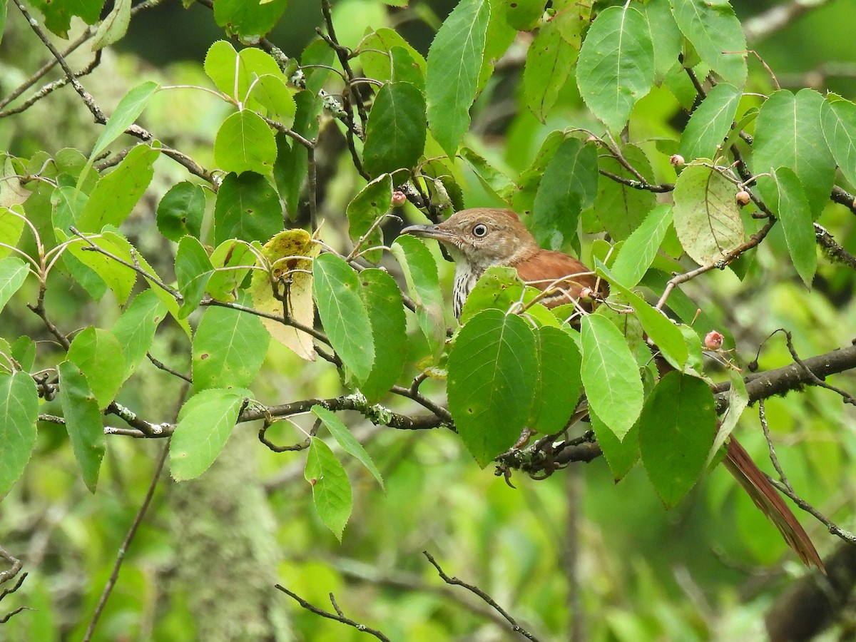 Brown Thrasher - ML639320364