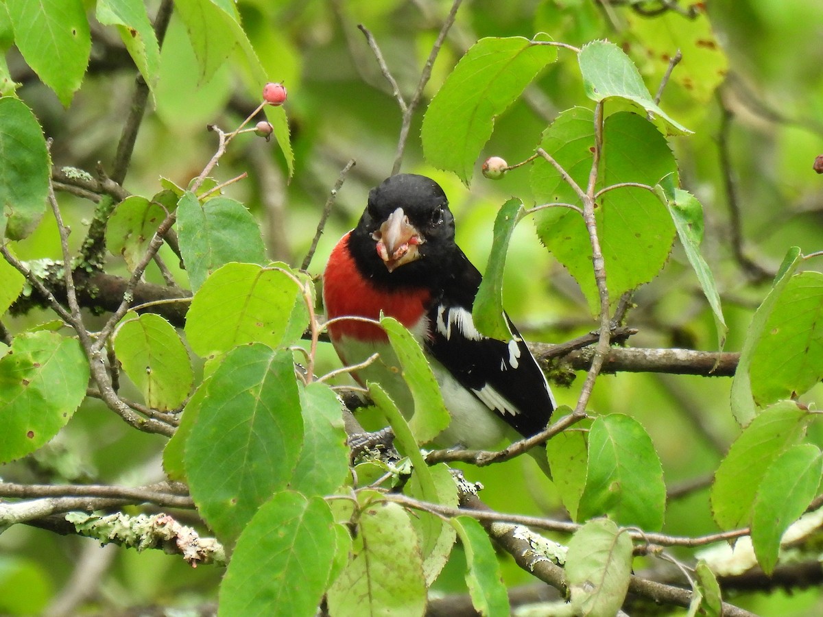 Rose-breasted Grosbeak - ML639320367