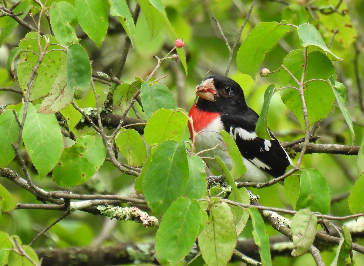 Rose-breasted Grosbeak - ML639320368