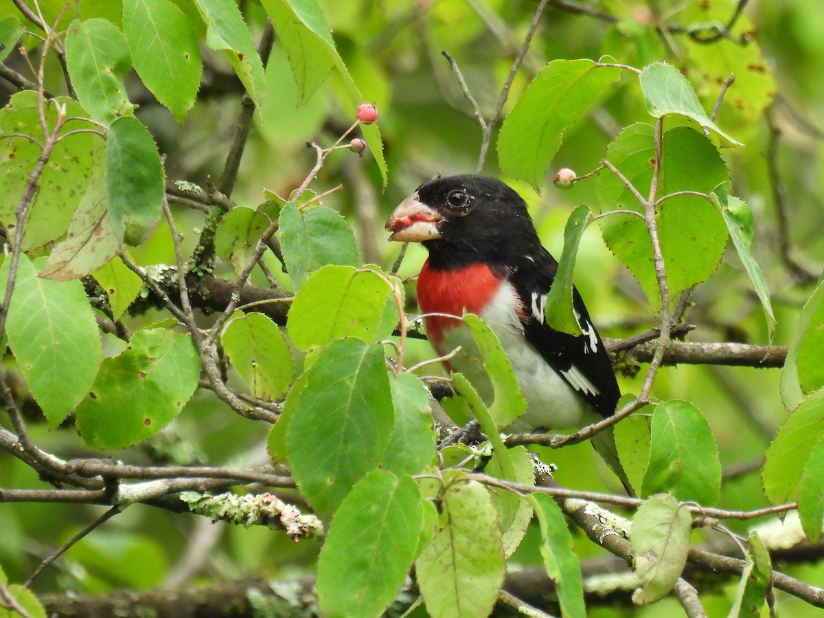Rose-breasted Grosbeak - ML639320369