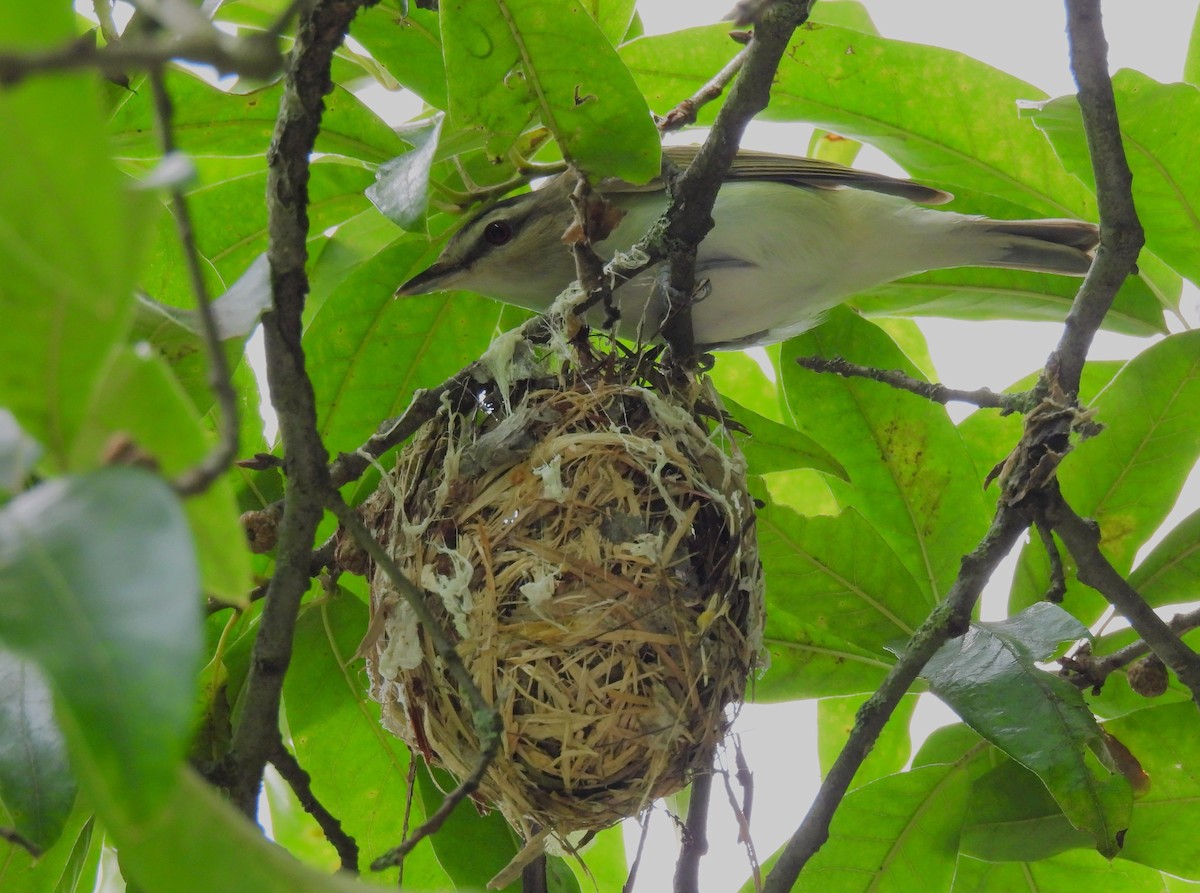 Red-eyed Vireo - ML639320377