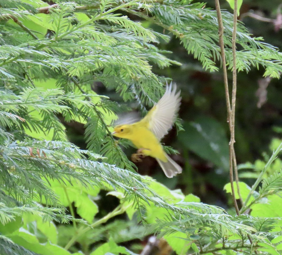 Wilson's Warbler - ML639320379