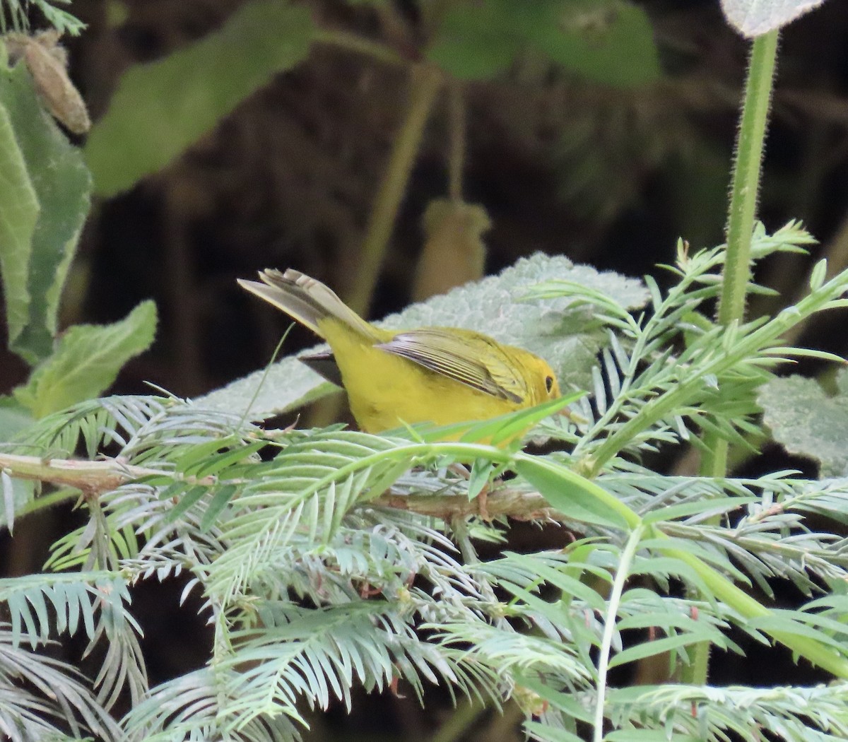 Wilson's Warbler - ML639320380