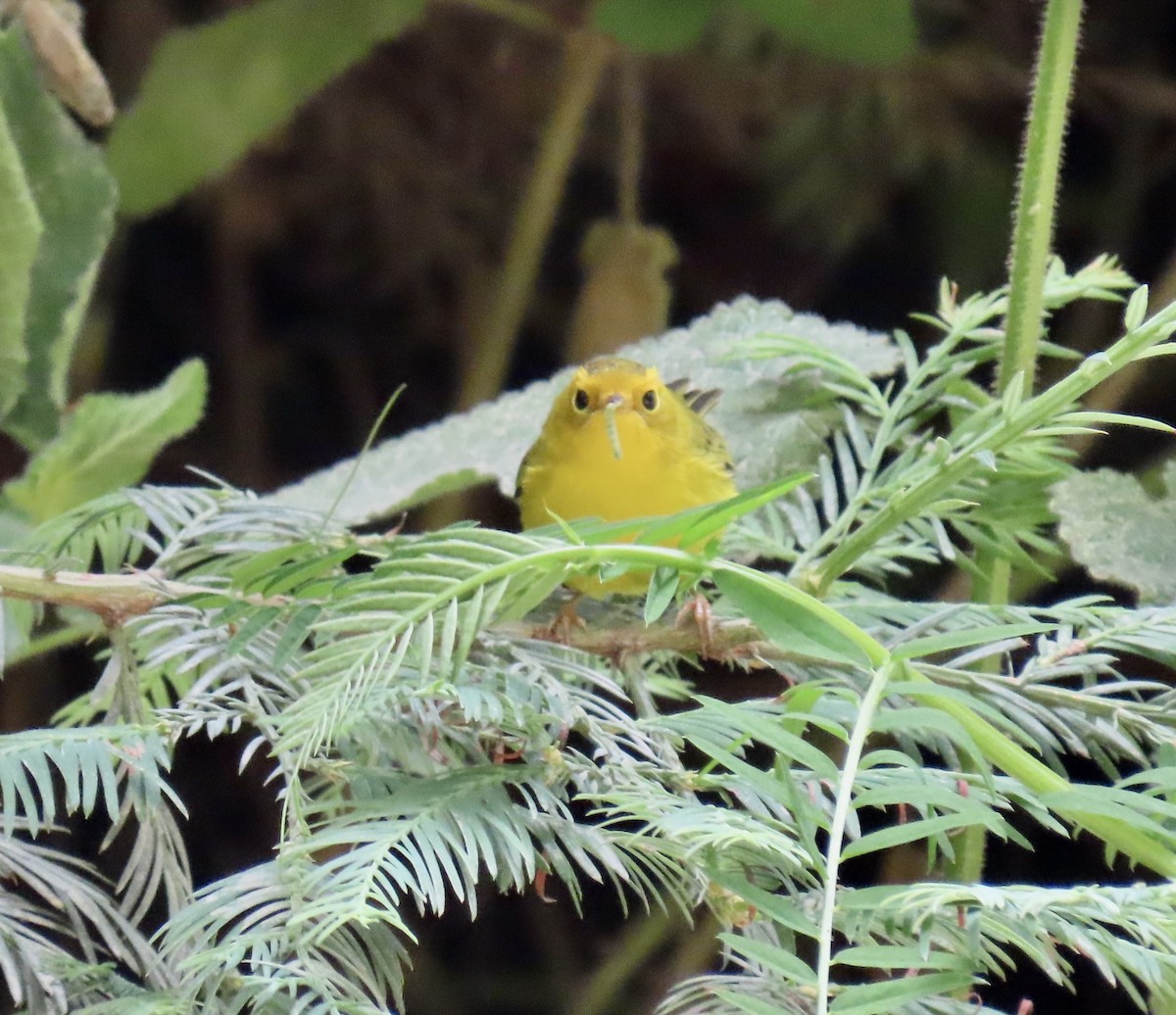 Wilson's Warbler - ML639320381