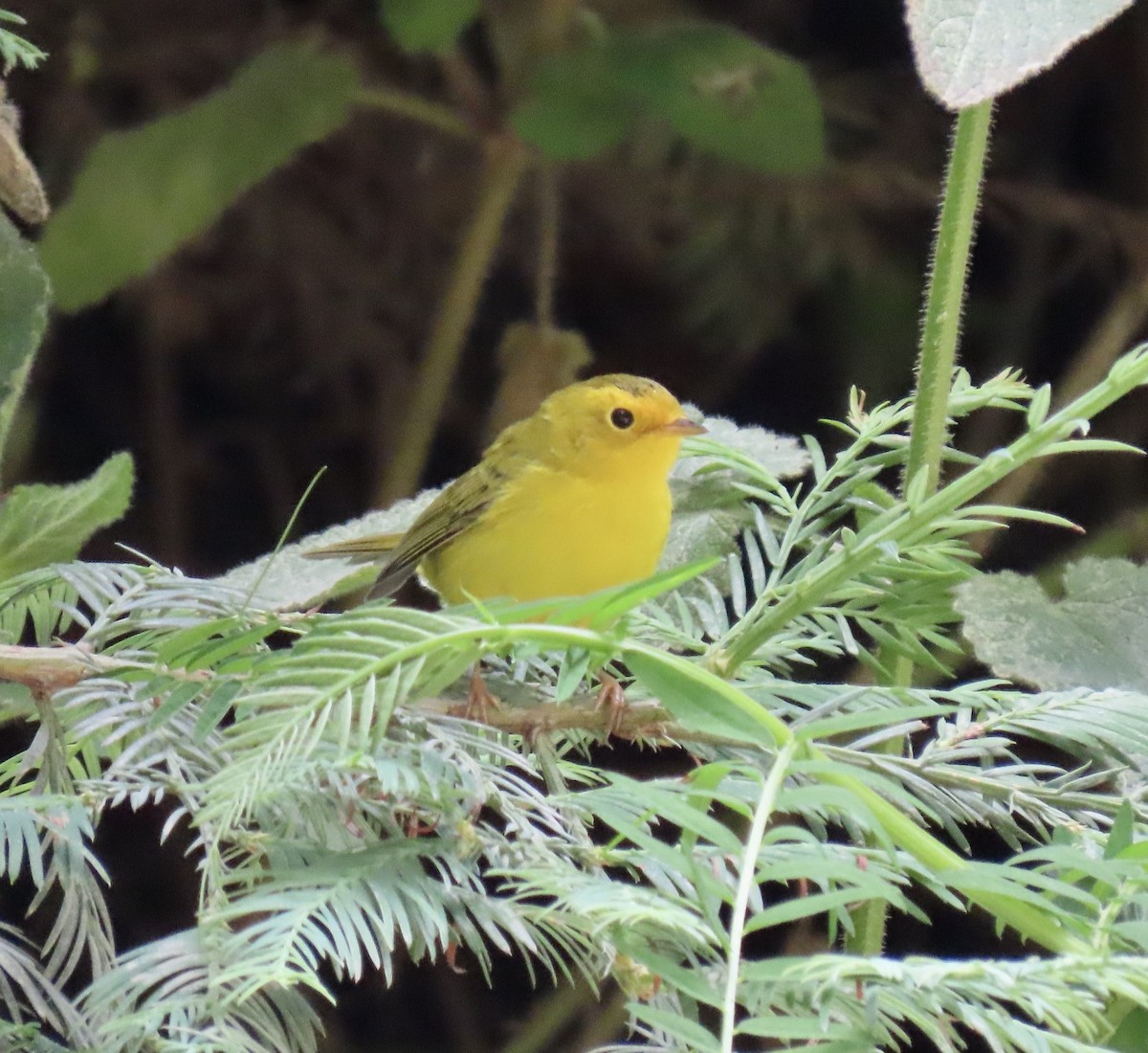 Wilson's Warbler - ML639320382